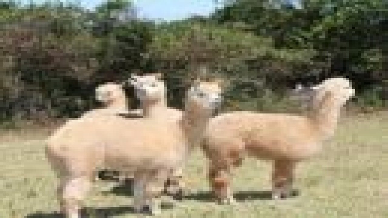 Alpaka develeri geliyor