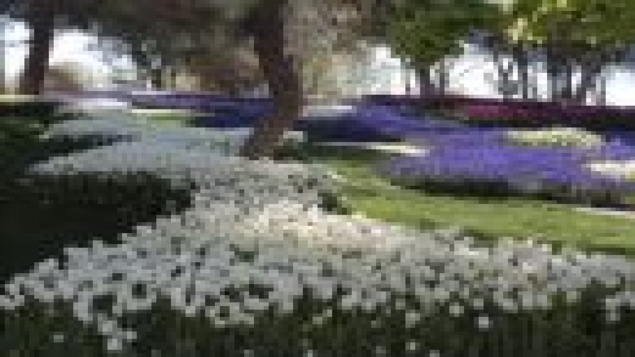 Konya'da lale zamanı