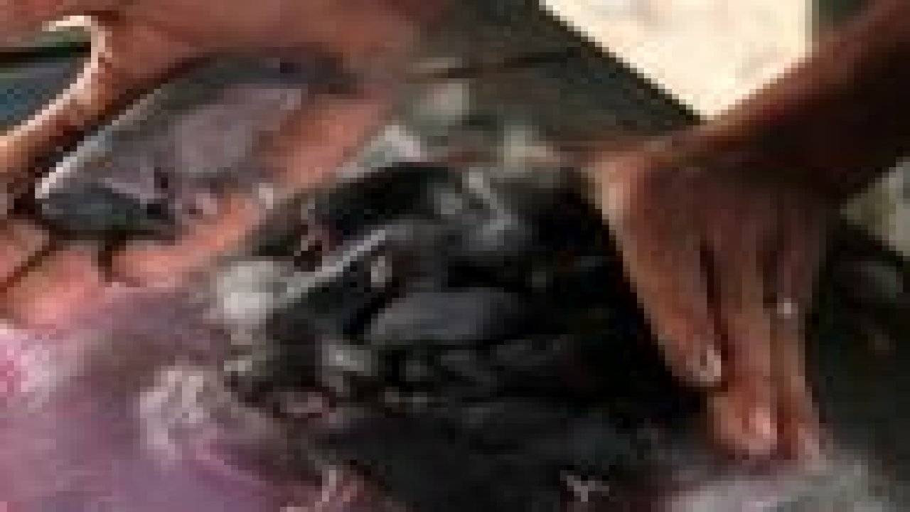 Fil görünümlü tavşan yavrusu