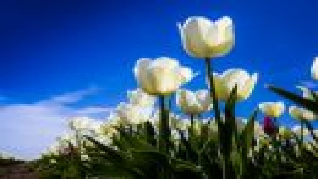 Türk laleleri dünya caddelerini süslüyor