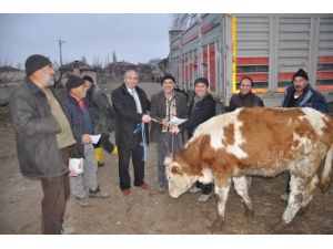 50 Aile 300 Baş Sığır Sevinci Yaşadı