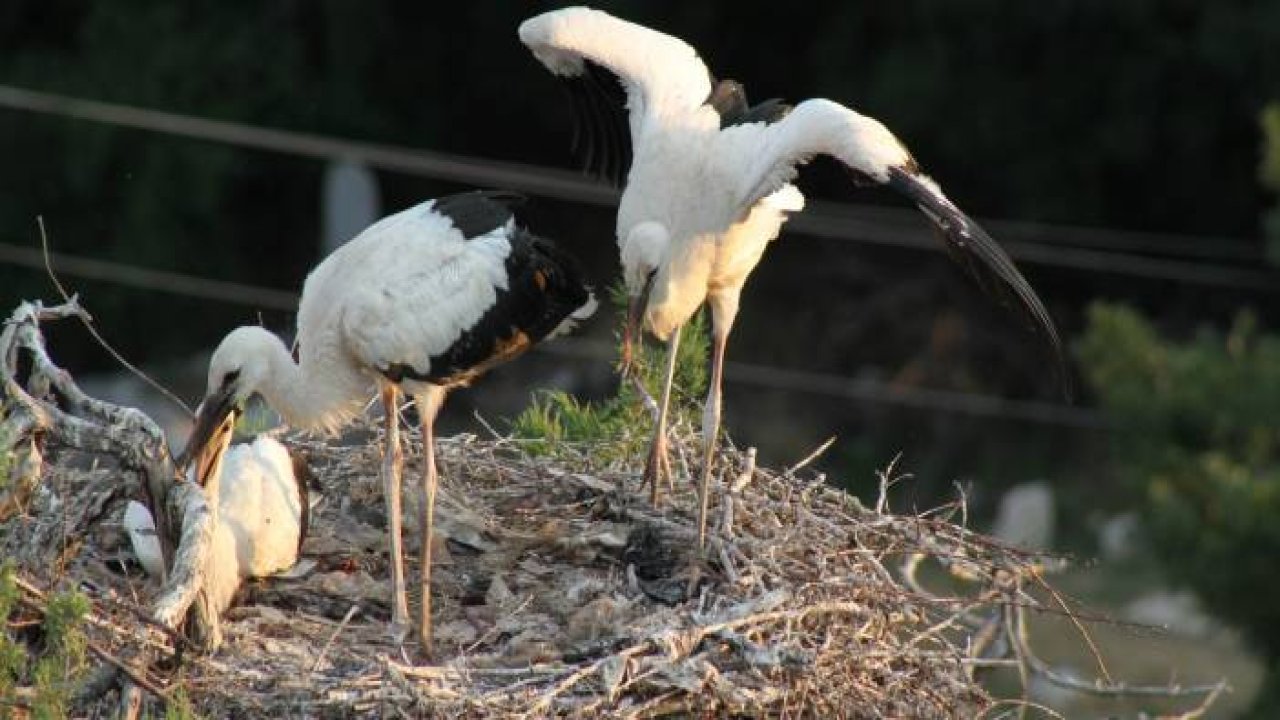 Beyşehir Gölü Milli Parkı’ndaki Leylekler Vadisi’ne ziyaretçi akını