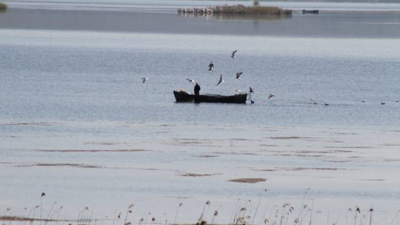 Beyşehir Gölü'nde teknelerinin peşine takılan martıların balık kapma yarışı