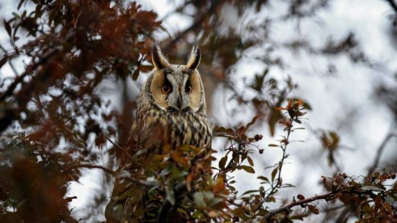 Kulaklı orman baykuşları doğal ortamında görüntülendi