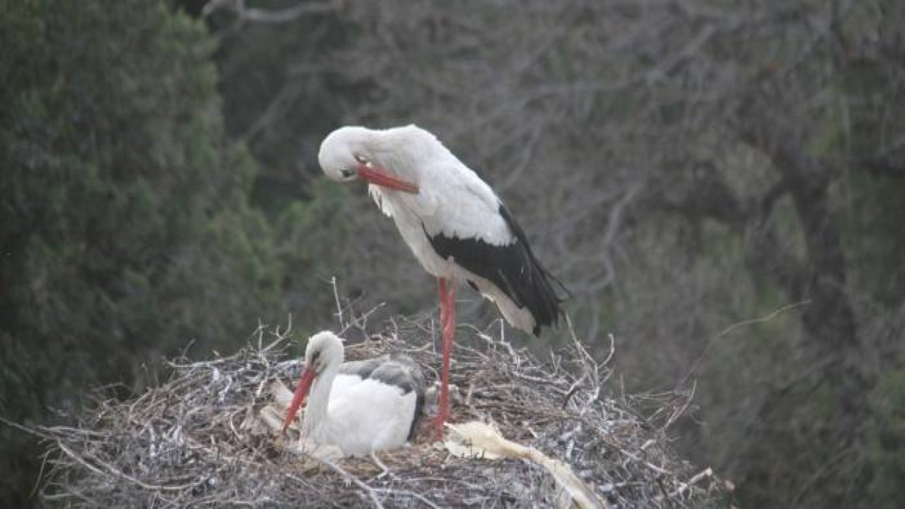 Leylekler Konya Beyşehir'de yuvalarına yerleşti