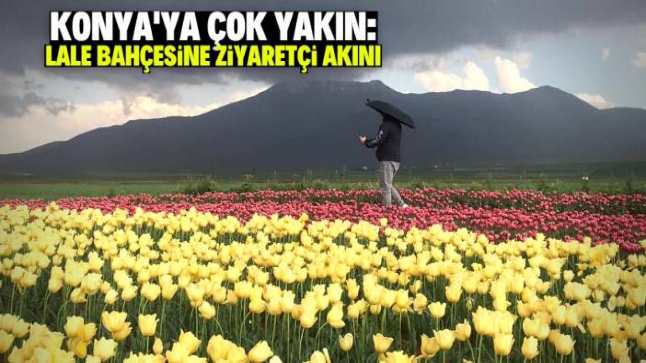 Konya'ya 100 kilometre mesafedeki lale tarlasına ziyaretçi akını