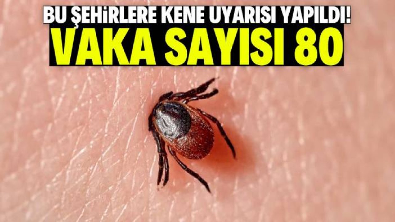 Bu şehirlere kene uyarısı yapıldı! Vaka sayısı 80'i geçti