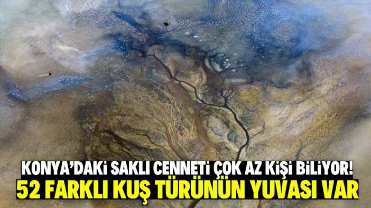 Konya'da burayı çok az kişi biliyor! Saklı cennette 52 farklı kuş türü yaşıyor