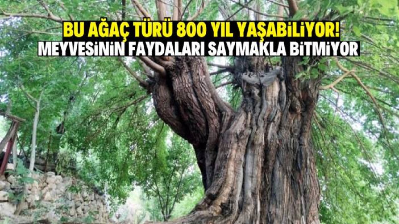 Bu ağaç türü 800 yıl yaşayabiliyor! Meyvesinin faydaları saymakla bitmiyor