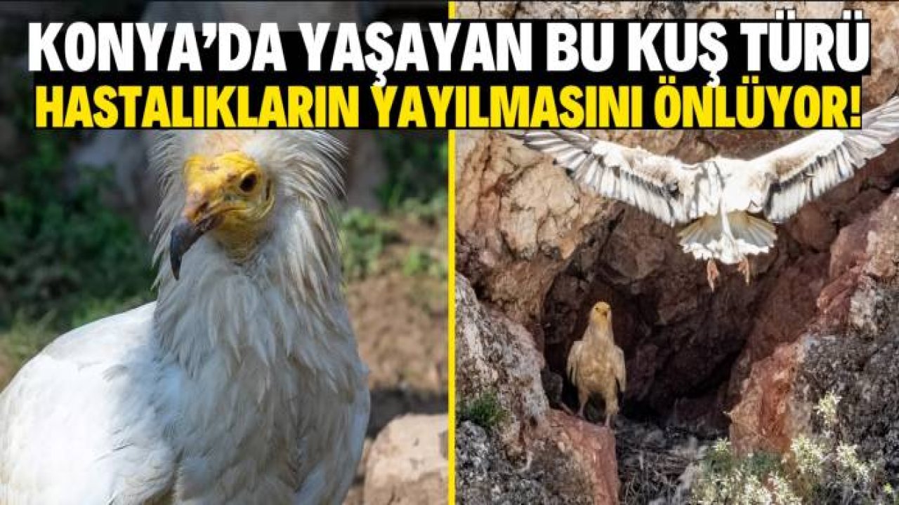 Nesli tükenmekte olan bu kuş türü Konya'da yaşıyor! Hastalıkların yayılmasını önlüyor