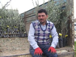 Marmaris’te 15 Bin Zeytin Fidanı Dağıtılıyor