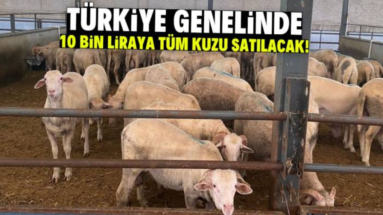 Türkiye genelinde 10 bin liraya tüm kuzu satılacak! Et fiyatları düşecek