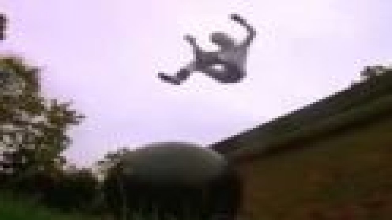 Felix'e özenen genç dünyayı ıskalayınca