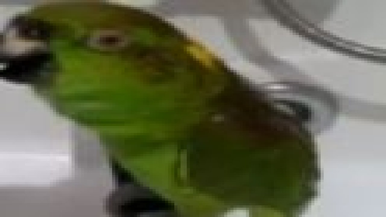 Bu papağan konser veriyor