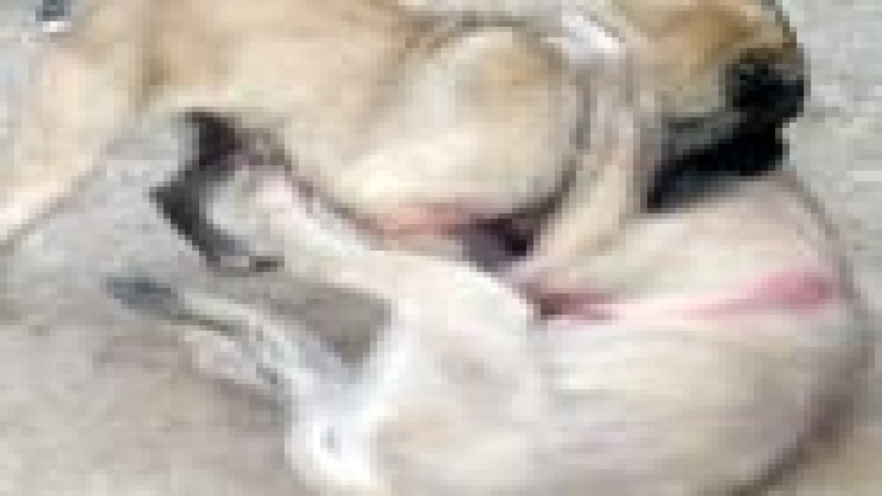 Köpek dövüşü vahşeti hayvan severleri ayaklandırdı