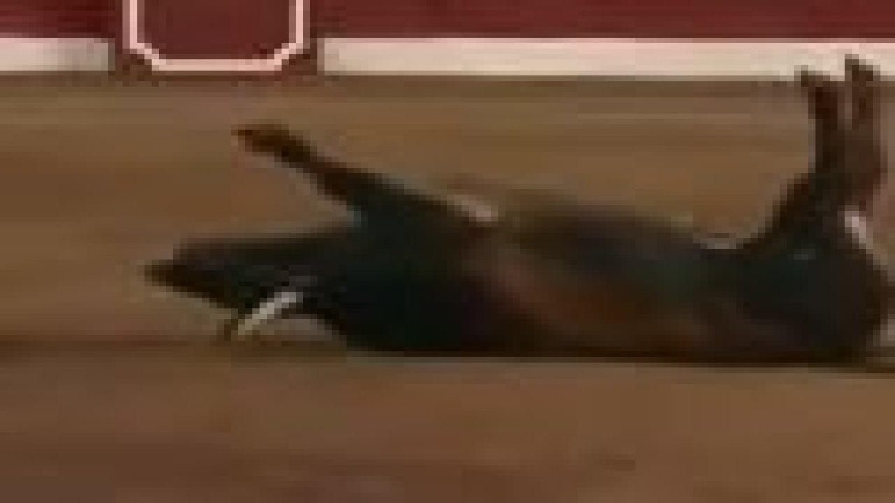 Matador boğayı taklaya getirdi