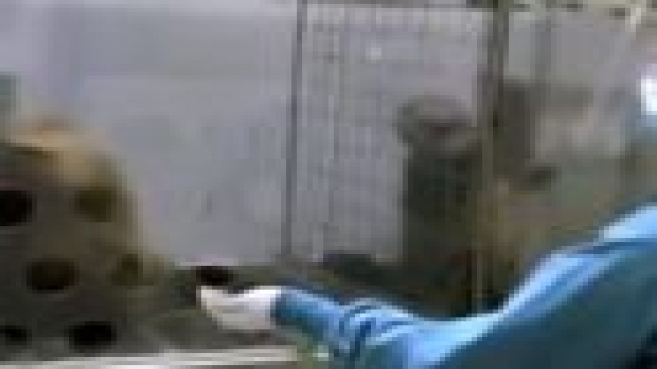 Maymun eşitsizliğe böyle tepki gösterdi