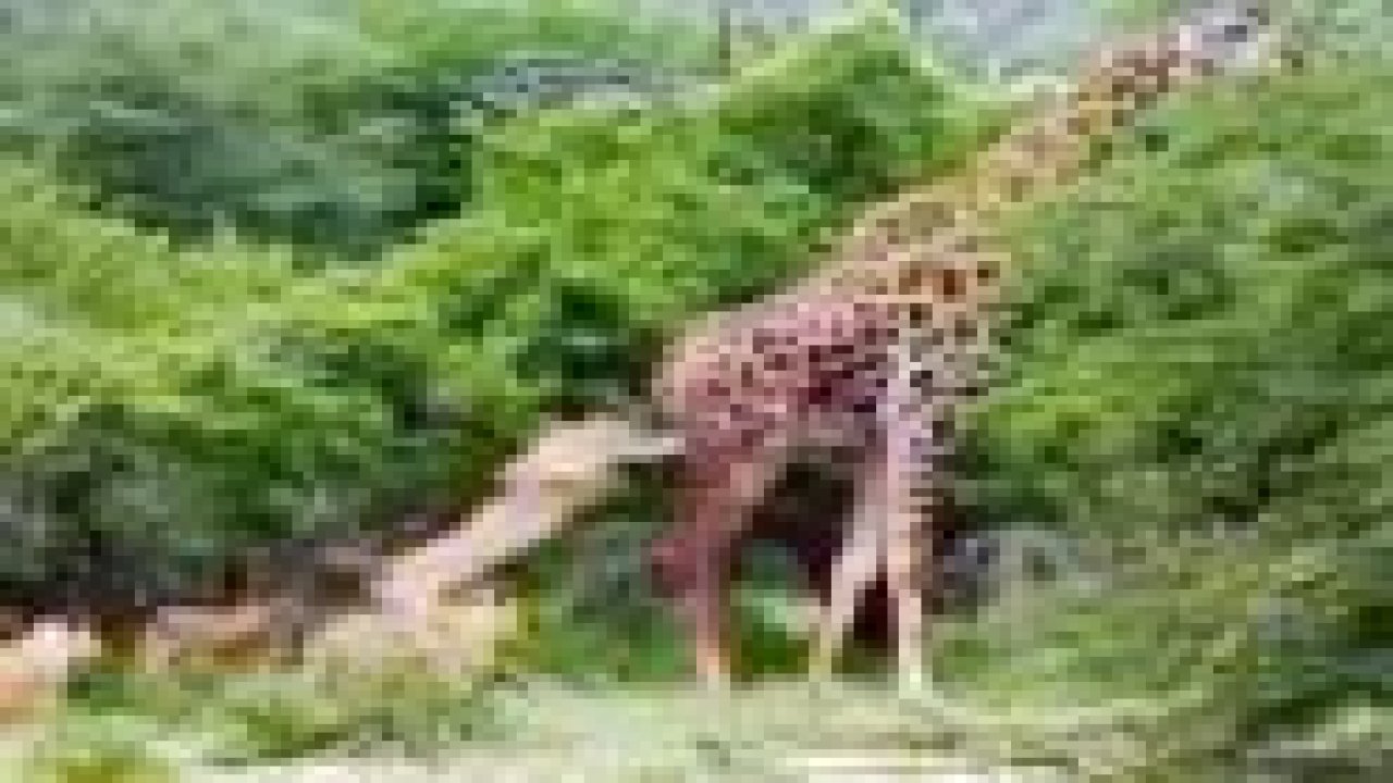 Dev zürafanın aslan sürüsüyle mücadelesi İZLE