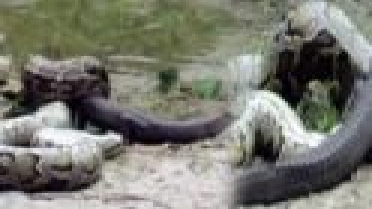 Dev piton kocaman timsahı böyle yuttu