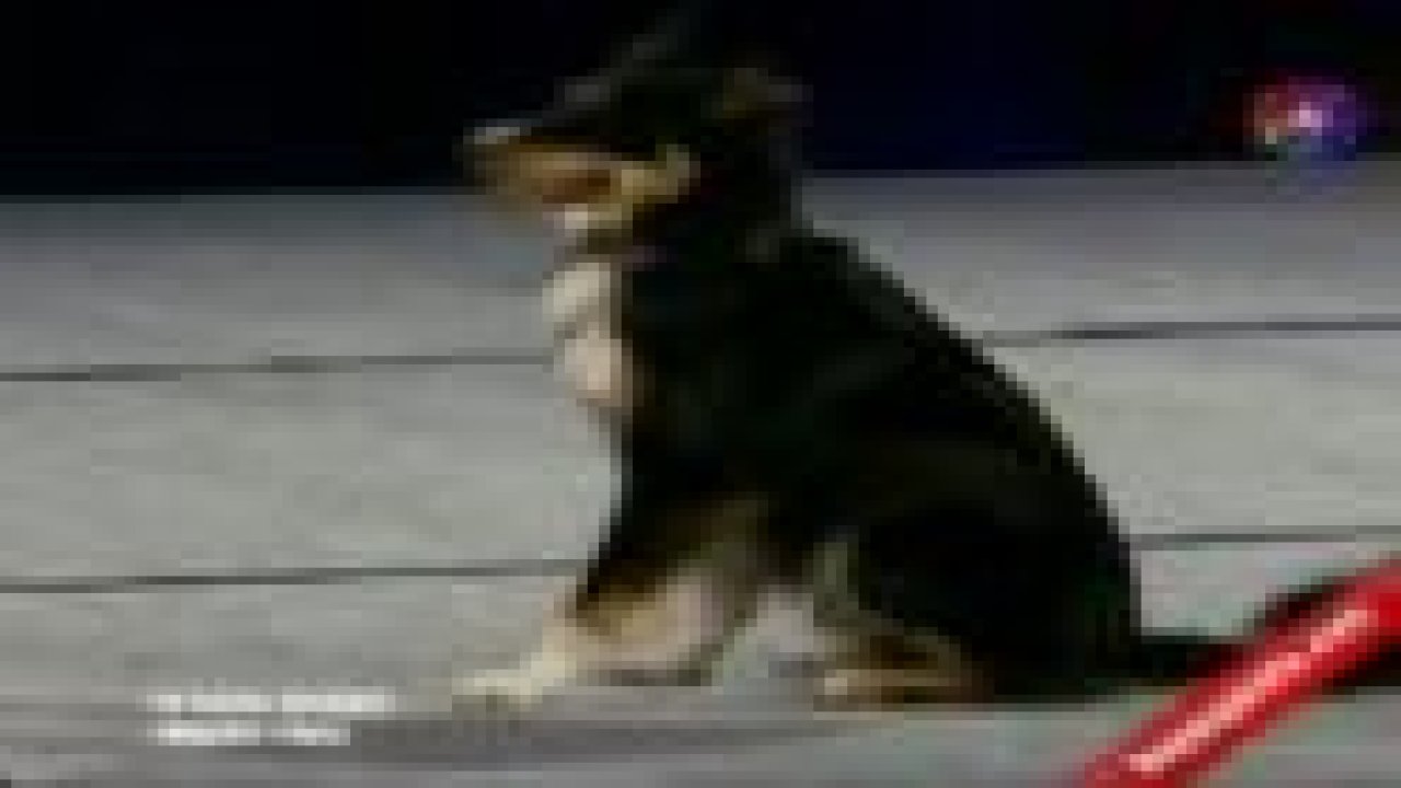 İrem Ve Cash Final Gösterisi Yetenek Sizsiniz Türkiye