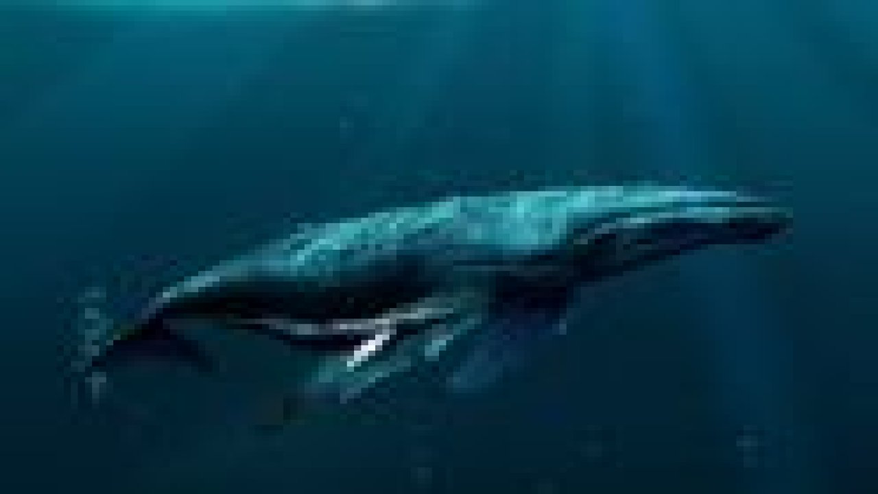 Kalbi araba kadar olan balina!