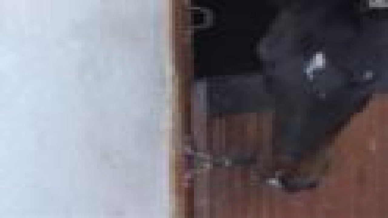 Bu at, ağzıyla kapısını açıyor