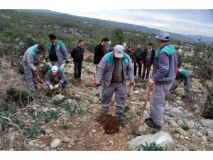 Ormanları Yangına Karşı 'Dikenli İncir' Koruyacak