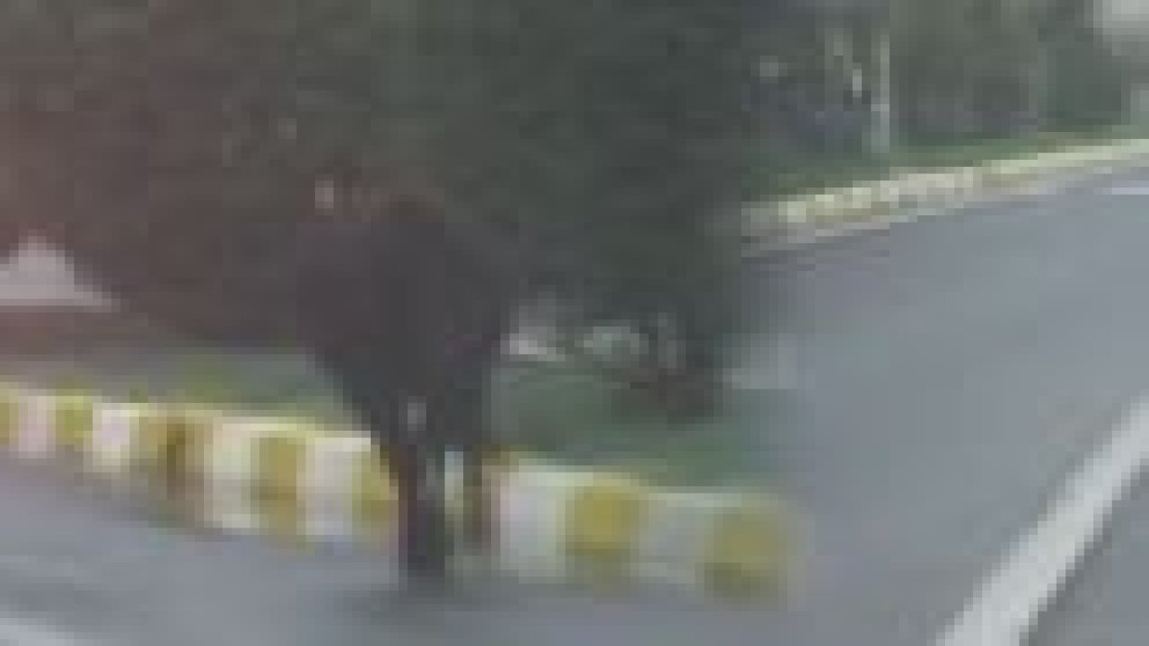 Çılgına dönen dana trafiği altüst etti