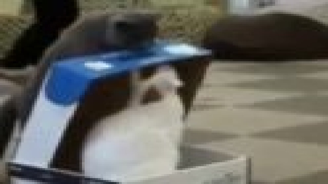 Kedi kediye eşek şakası yaparsa