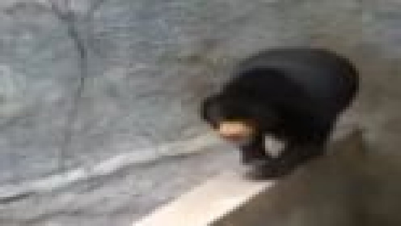 Canı sıkılan ayı volta atıyor