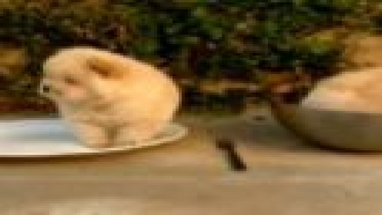 Yavru köpeğin özgürlük çabası güldürüyor