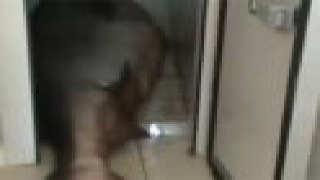 400 kiloluk köpek balığı şaşırttı