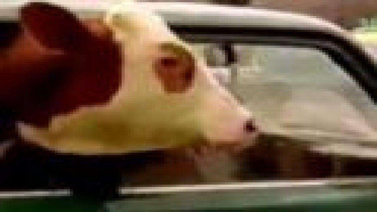 İneğin 'jiguli' ile yolculuk keyfi