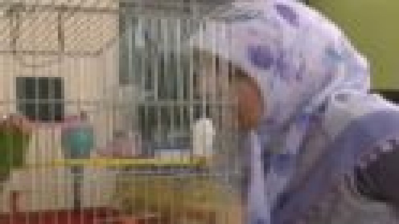 Bu kuş İhlas suresini eksiksiz okuyor!