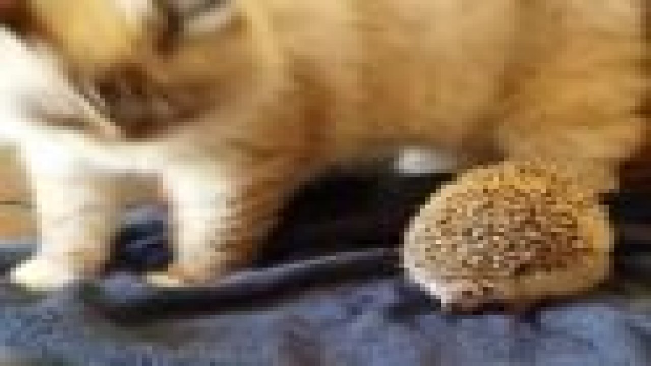 Kedi Kirpinin Üzerine Oturdu