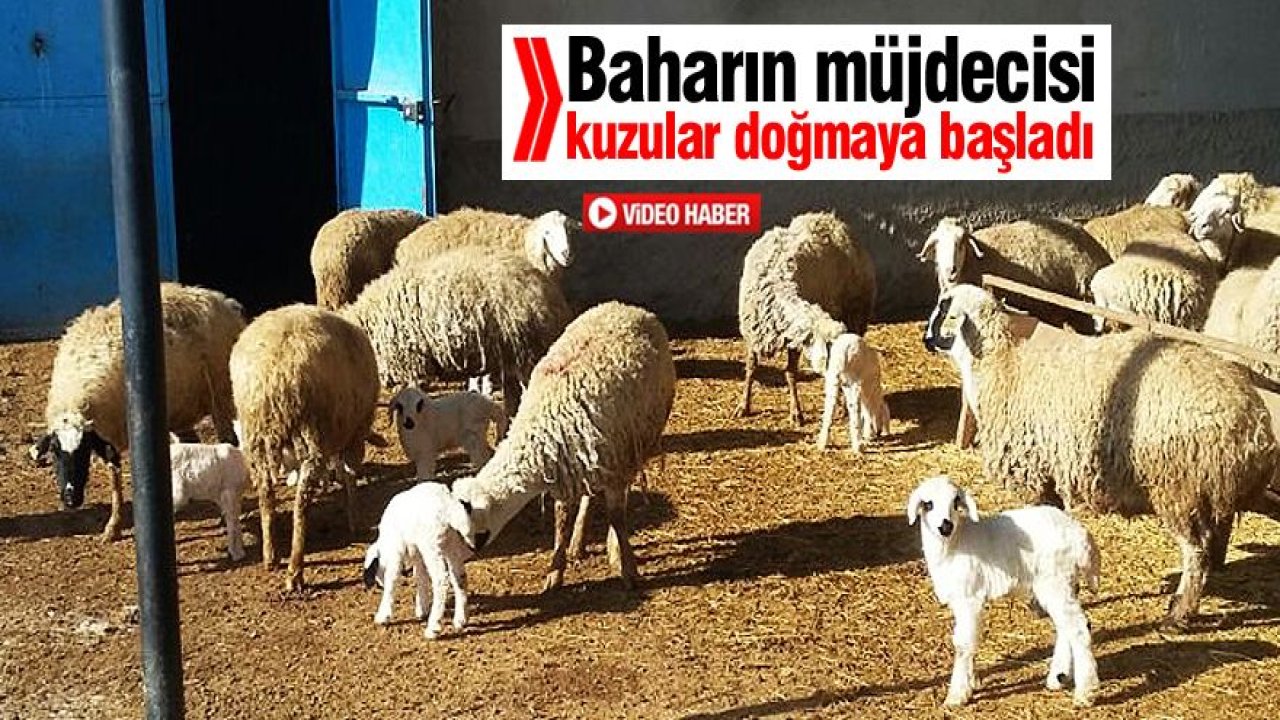 Konya'da kuzulama mesaisi başladı