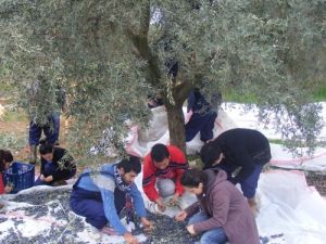 Adü Çine Meslek Yüksekokulu Kendi Ürünlerini Satıyor