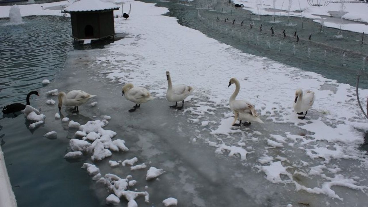 Kazlar buz tutmuş havuzda keyif yaptı