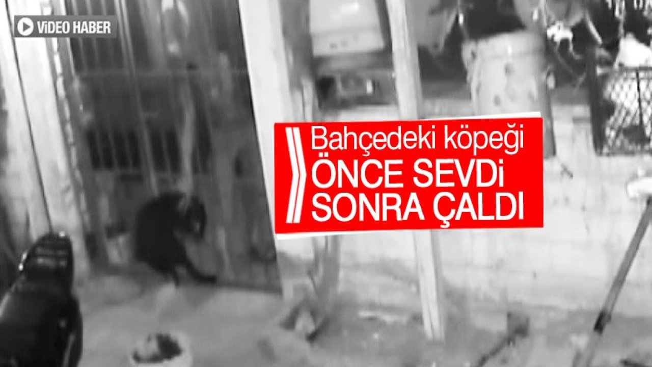 Bahçedeki köpeği önce sevdi, sonra çaldı