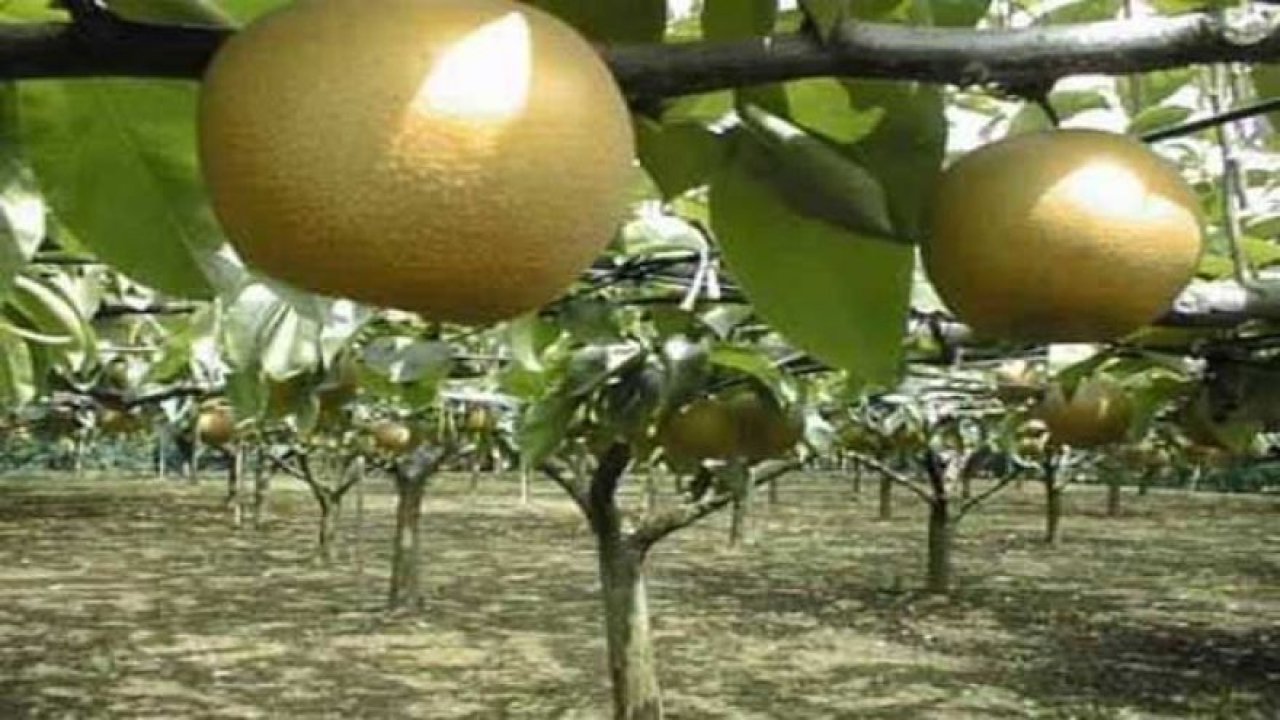 Konya Emirgazi'den Ukrayna'ya Japon Armudu İhracatı