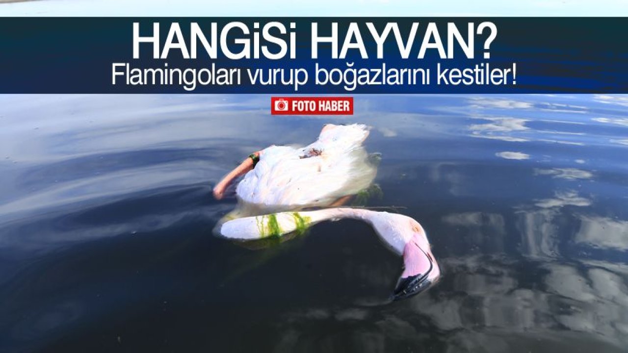 Akgöl'de "allı turna"ları vurdular