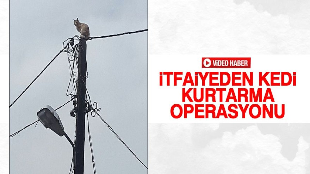 İtfaiyeden kedi kurtarma operasyonu
