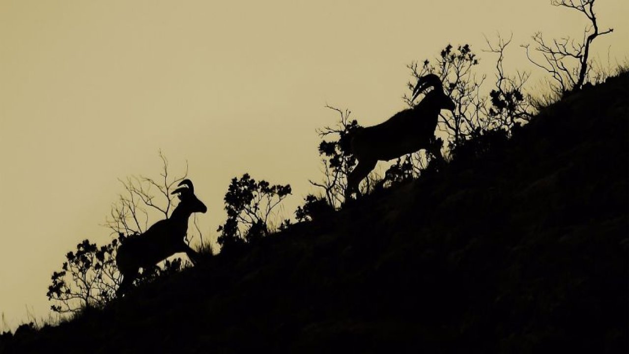 Konya Bozdağ'daki yaban koyunları drone ile görüntülendi