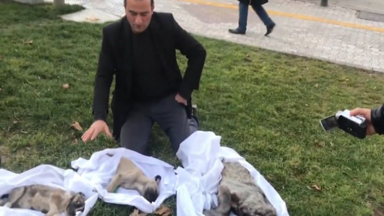 Hayvanlar açlıktan ve soğuktan sırayla ölüyor