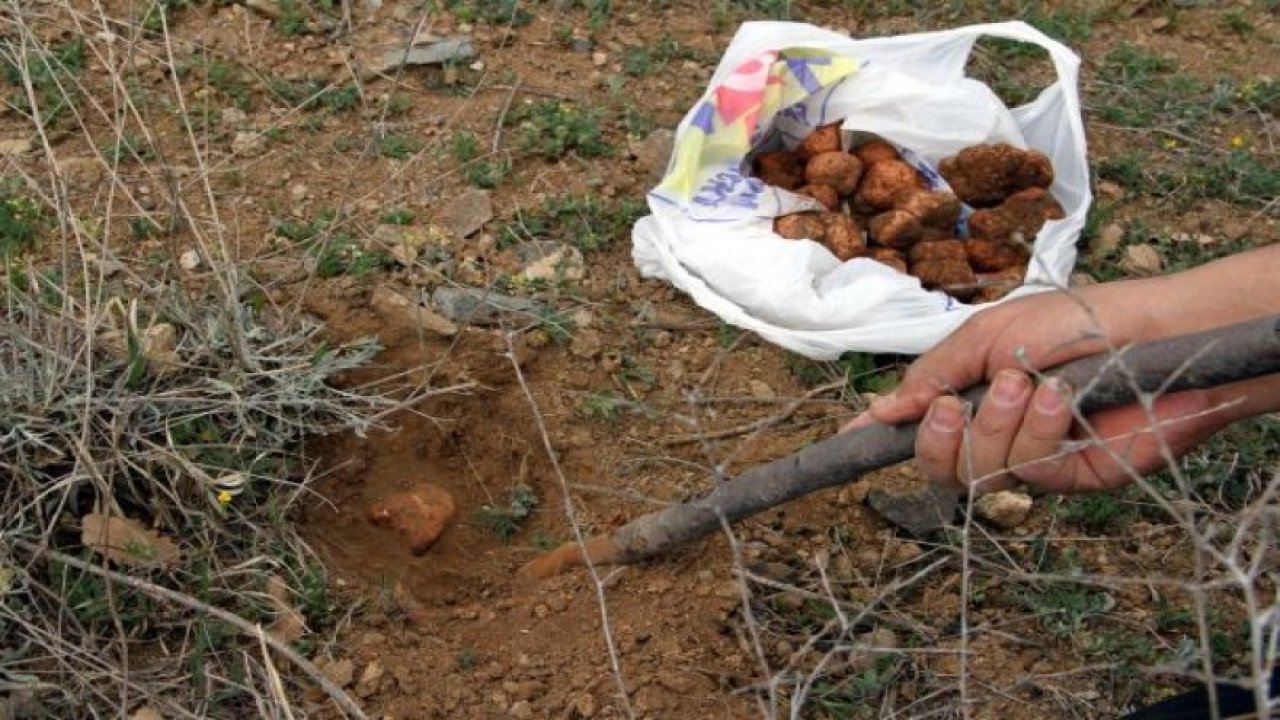 Konya'da domalan mesaisi başladı