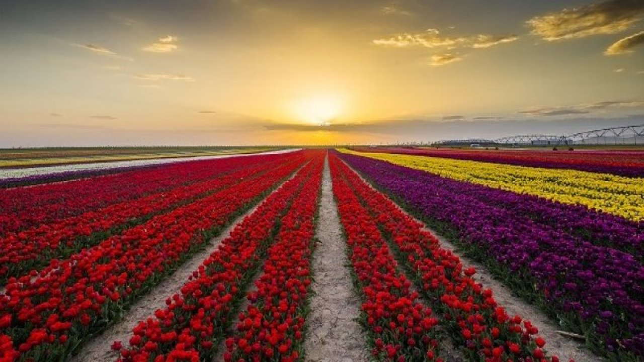 Konya Ovası'nda görsel şölen başladı