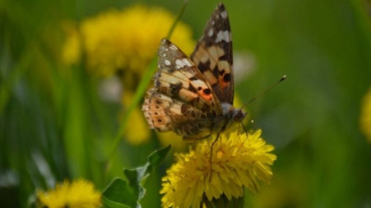 Diken kelebekleri Konya'ya renk katıyor