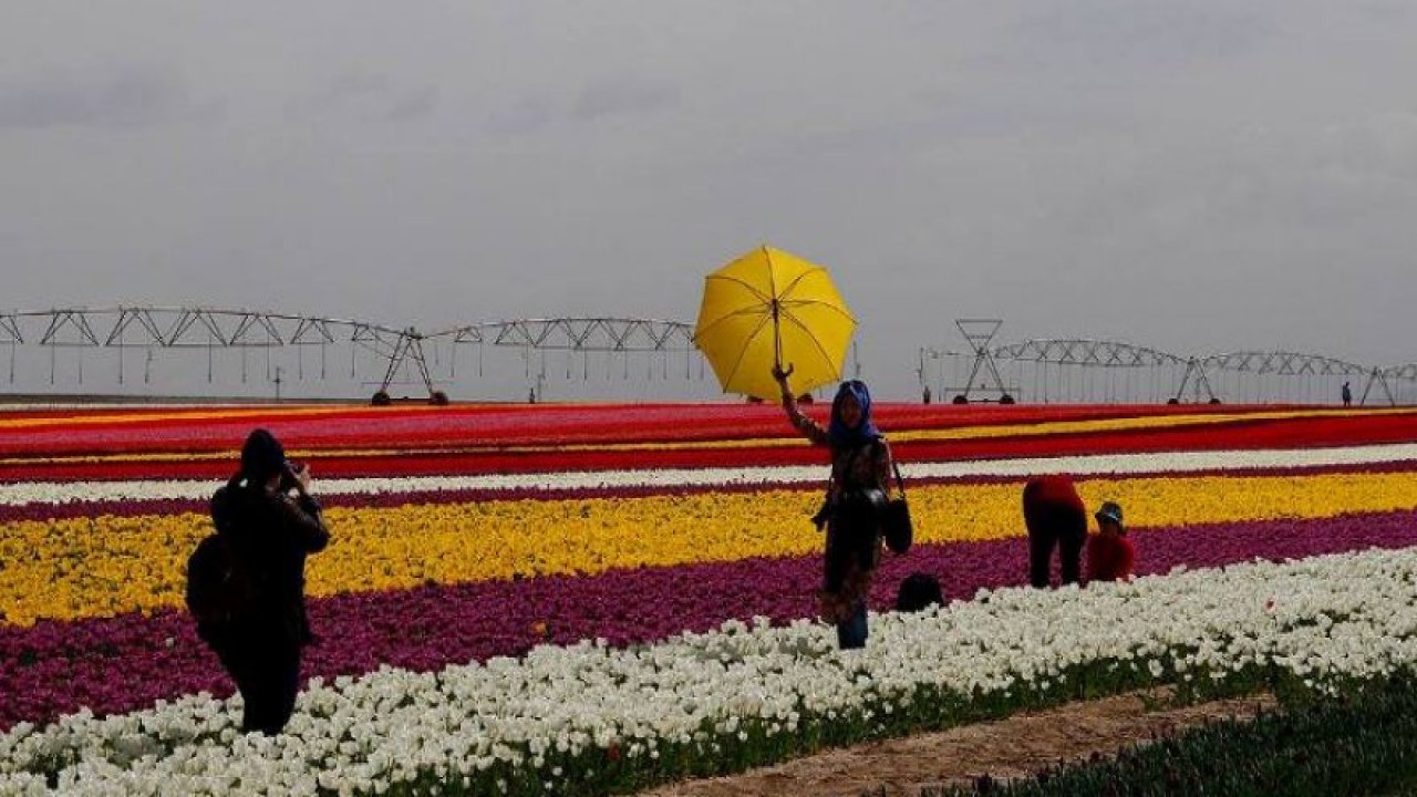 Konya'da lale tarlası büyülüyor