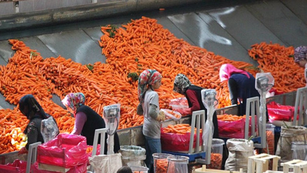 Havucun merkezi Konya’da Hasat Yapılıyor