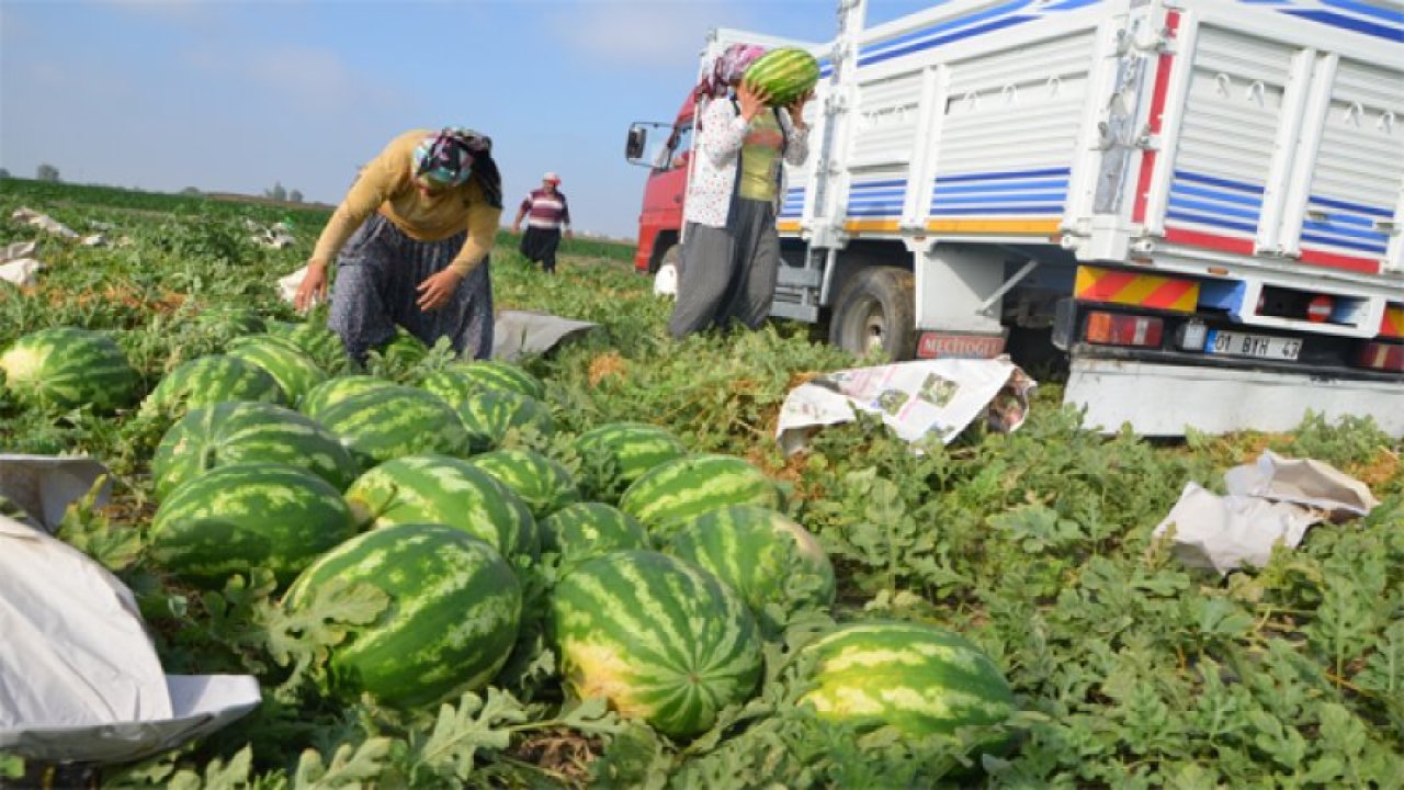 Konya'da karpuz hasadı başladı